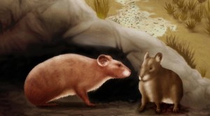 prolagus prolagus