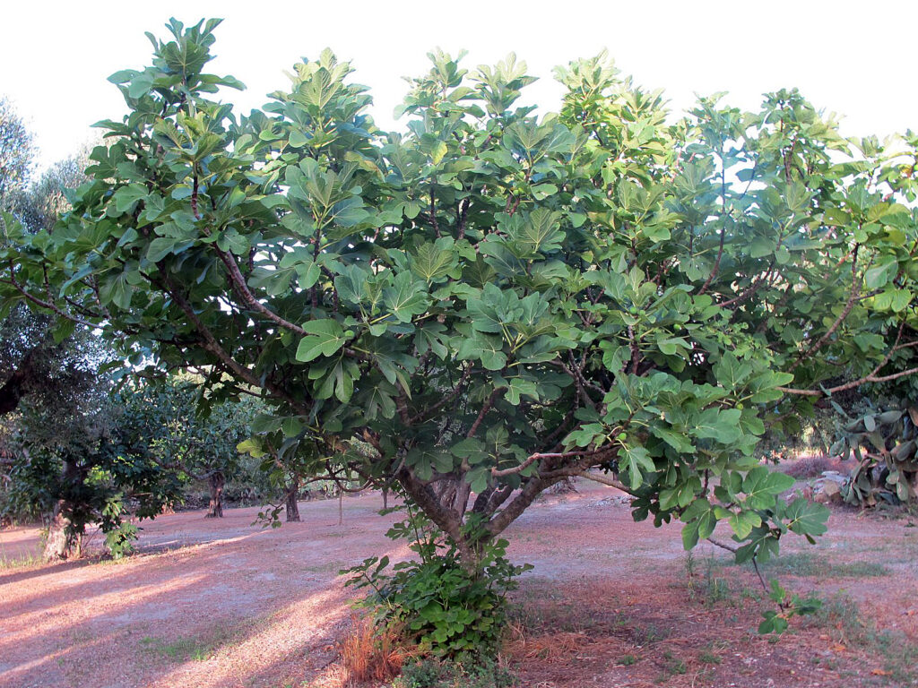 Ficus carica L Moraceae Fico 2