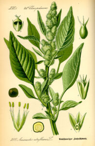 Illustration Amaranthus retroflexus0