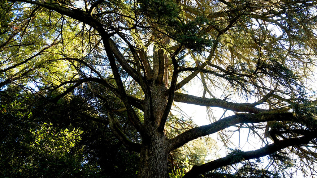 Parco Aymerich a Laconi 1 il cedro del libano