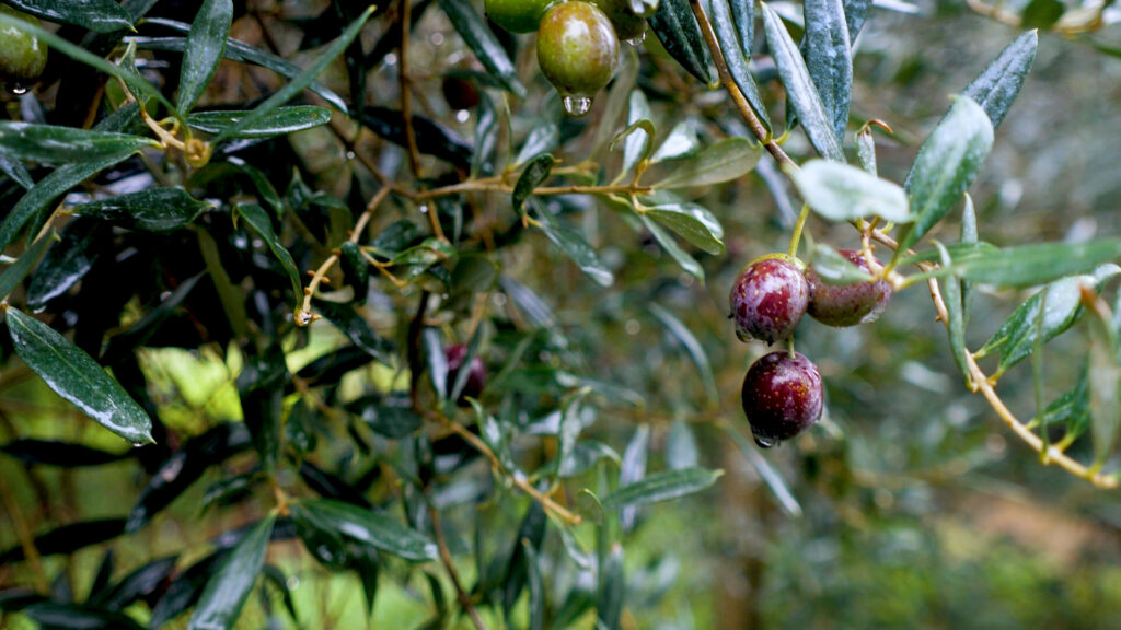 olive 2
